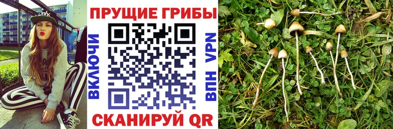 Псилоцибиновые грибы Magic Shrooms Мичуринск